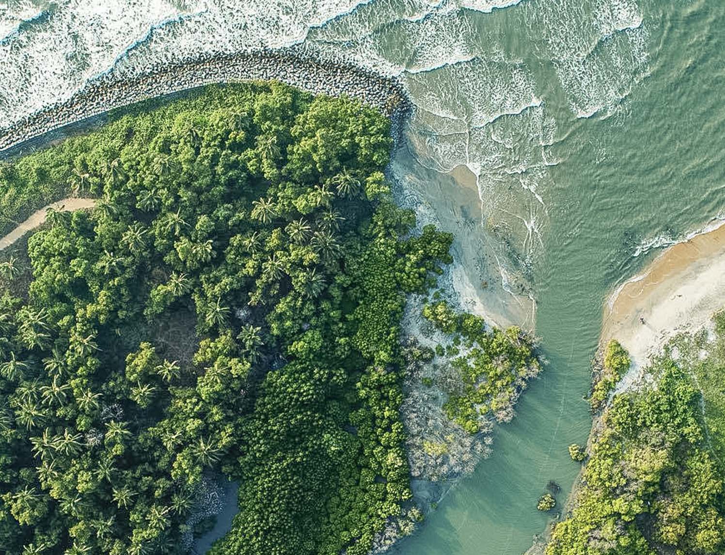 Mangrove trees restoring the coastline