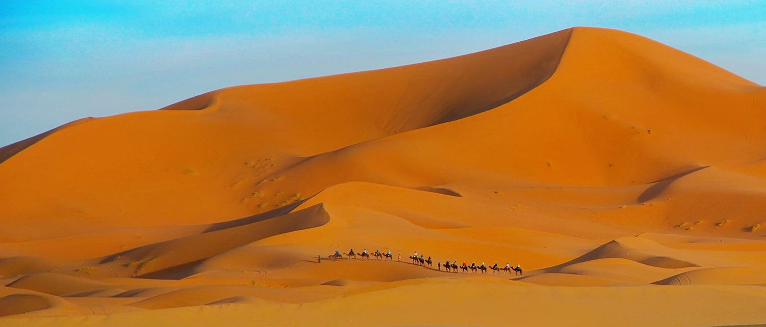 Camel safari in India